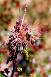 Calliandra eriophylla - Fairy Duster with Honey Bee