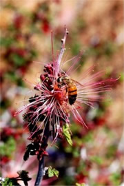 Calliandra eriophylla - Fairy Duster with Honey Bee