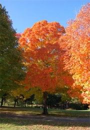 fall color leaves