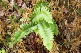 ferns