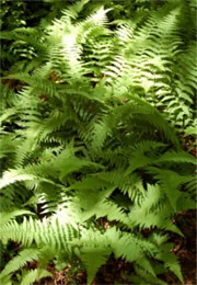 ferns