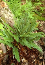 ferns