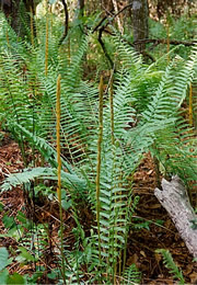 cinnamon ferns