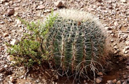 Fishhook Cactus