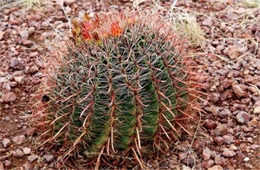 Fishhook Cactus