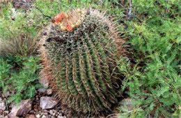 Fishhook Cactus