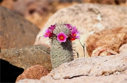 Mammilaria grahamii - Fishhook Pincushion Cactus