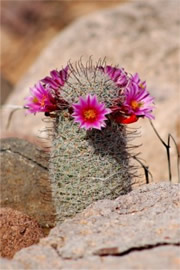 Mammilaria grahamii - Fishhook Pincushion Cactus