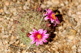 Mammilaria grahamii - Fishhook Pincushion Cactus