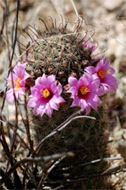 Mammilaria grahamii - Fishhook Pincushion Cactus 