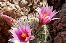 Mammillaria grahamii - Pincushion Cactus Flower