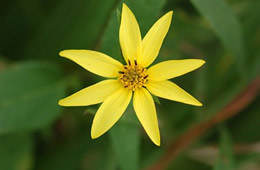 yellow flower