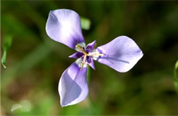 purple flower