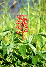 red flower