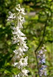 white flower