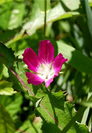 red flower