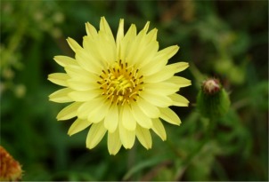 yellow flower