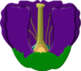 flower with parts shown