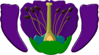 flower with parts shown