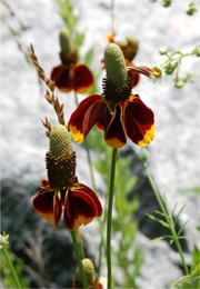 Ratibida columnaris - Mexican Hat