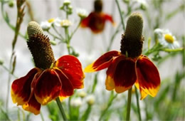 Ratibida columnaris - Mexican Hat