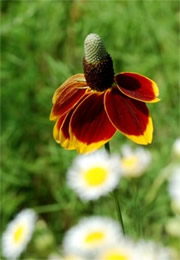 Ratibida columnaris - Mexican Hat