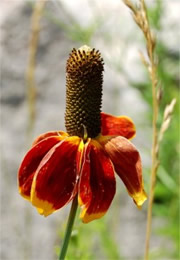 Ratibida columnaris - Mexican Hat