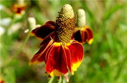 Ratibida columnaris - Mexican Hat