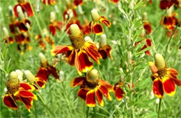 Ratibida columnaris - Mexican Hat