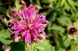 Monarda media - Purple Bergamot