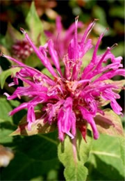 Monarda media - Purple Bergamot