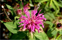 Monarda media - Purple Bergamot