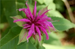 Monarda media - Purple Bergamot