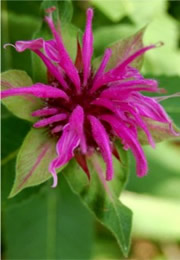 Monarda media - Purple Bergamot