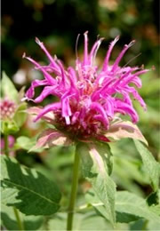 Monarda media - Purple Bergamot