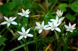 White Wildflowers