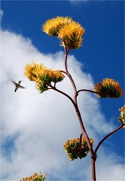 Golden-Flowered (Century) Agave - Agave chrysantha