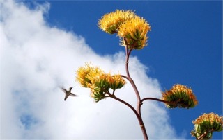 Golden-Flowered (Century) Agave - Agave chrysantha