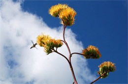 Golden-Flowered (Century) Agave - Agave chrysantha