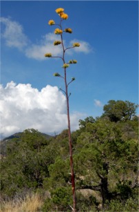 Golden-Flowered (Century) Agave - Agave chrysantha