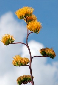 Golden-Flowered (Century) Agave - Agave chrysantha