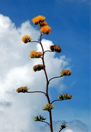 Golden-Flowered (Century) Agave - Agave chrysantha