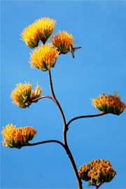 Golden-Flowered (Century) Agave - Agave chrysantha