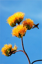 Golden-Flowered (Century) Agave - Agave chrysantha