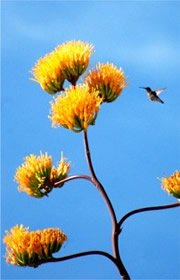 Golden-Flowered (Century) Agave - Agave chrysantha