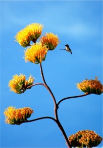 Golden-Flowered (Century) Agave - Agave chrysantha