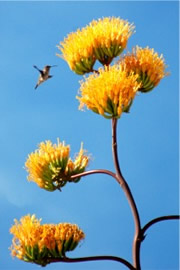 Golden-Flowered (Century) Agave - Agave chrysantha