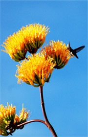 Golden-Flowered (Century) Agave - Agave chrysantha