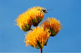 Golden-Flowered (Century) Agave - Agave chrysantha