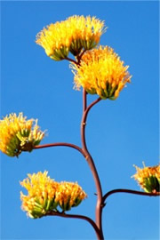 Golden-Flowered (Century) Agave - Agave chrysantha